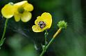 Agalenatea_redii_D6103_Z_90_Les Gris_Frankrijk